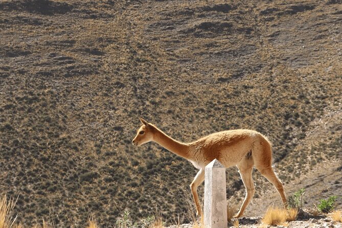 Full-Day Tour to Salinas Grandes and Purmamarca From Salta - Is $42.75 good value?