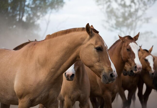 Gaucho Experience: A Day Trip to Don Silvano Ranch - Key Things to Know Before Booking