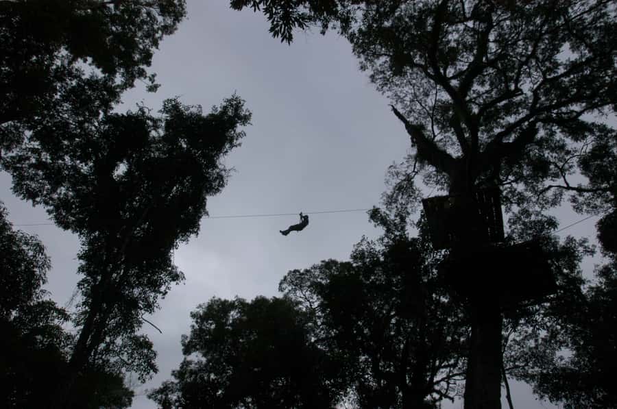Half-Day Iguazú Forest Adventure - From Puerto Iguazú to the Selva Misionera
