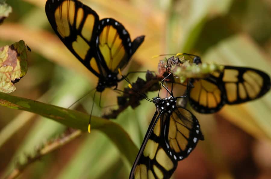 Half-Day Iguazú Forest Adventure - Walking narrow paths under the forest canopy