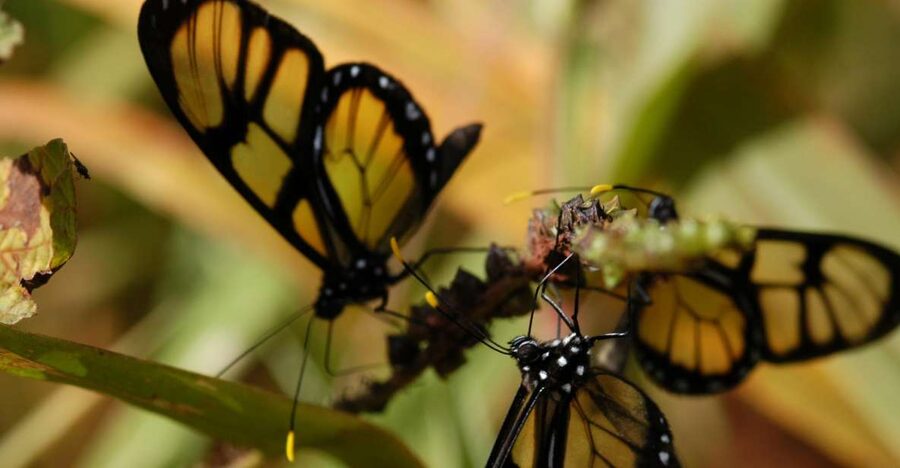 Half-Day Iguazú Forest Adventure - What the four-hour schedule really means