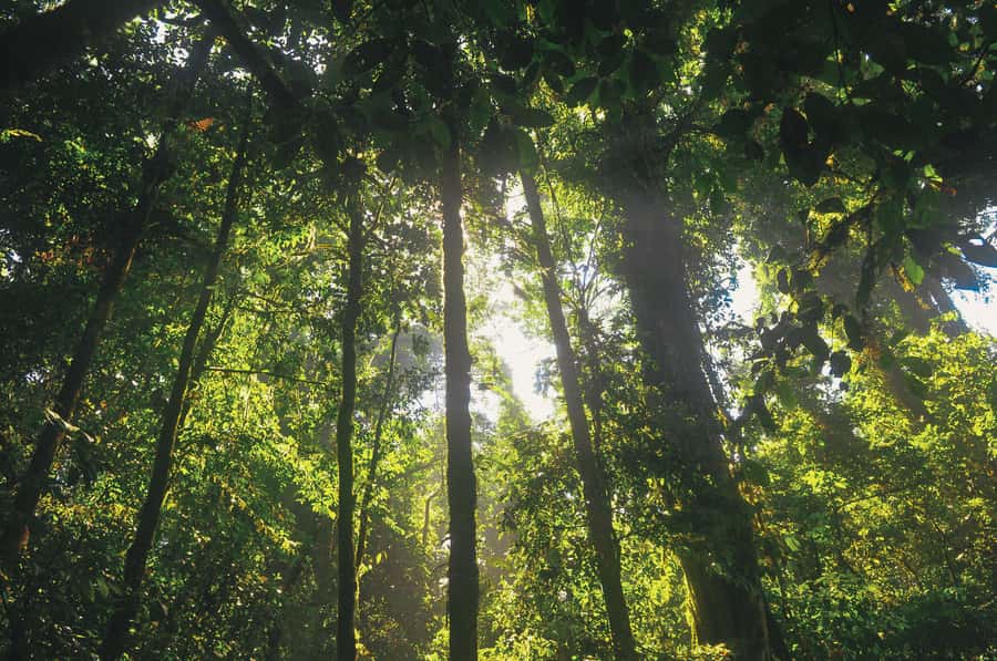 Half-Day Iguazú Forest Adventure - Clothing, bags, and what you should bring