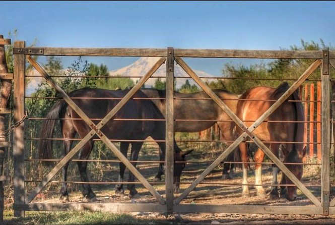 Horseback ride through vineyards followed by gourmet lunch - A 90-minute ride through Lunlunta’s vineyards