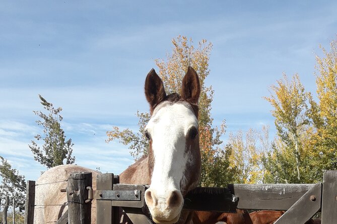 Horseback riding and barbecue in a private ranch - La Carrera, Mendoza - The Quiet Hour After Lunch