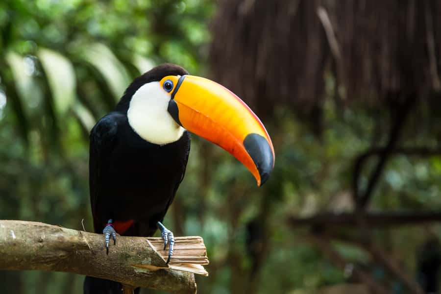 Iguazú Falls: The Natural Wonder of Argentina - Key points to know before you book