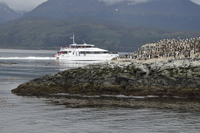 Martillo Island: Boat Trip to the Penguin Colony & Beagle Channel - Seeing the penguins from the catamaran