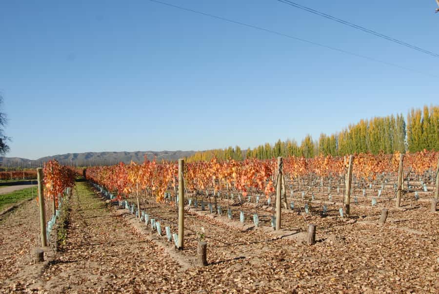Mendoza: Full Day Wine Tour with 3 Course Lunch - Why a full day among Mendoza’s vineyards makes sense