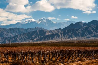 Full Day Wine Tour with 3 Course Lunch