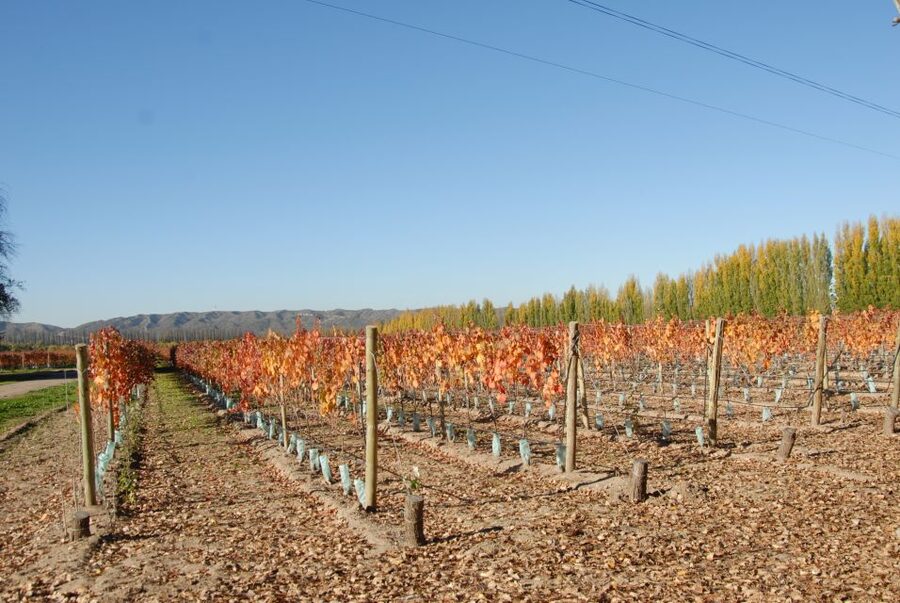 Mendoza: Full Day Wine Tour with 3 Course Lunch - Lunch with wine, or a picnic at Salentein