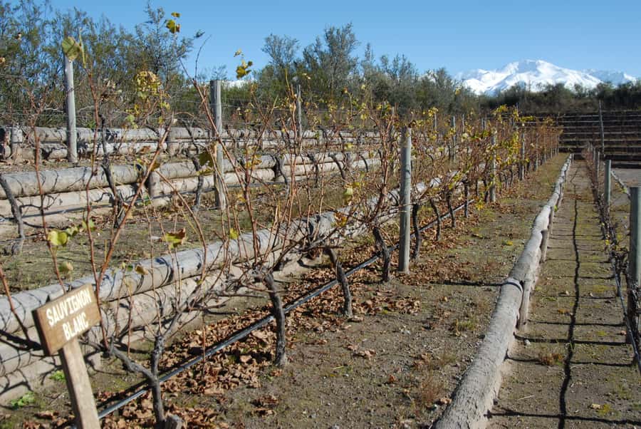 Mendoza: Full Day Wine Tour with 3 Course Lunch - What to bring and how to prepare
