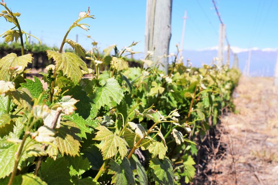 Mendoza: Half-Day Wine Tour with Tastings - Should you book it?