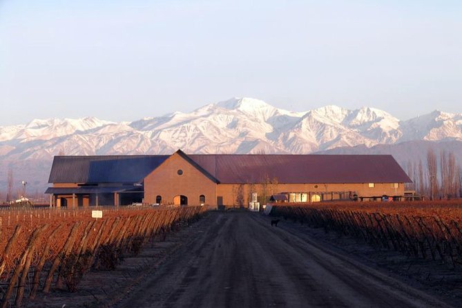 Mendoza Hop-On Hop-Off Wine Tour - What four winery visits can feel like