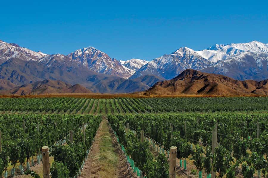 Mendoza: Small-Group Wineries Tour with Tasting and Lunch - Why Mendoza’s irrigation story matters