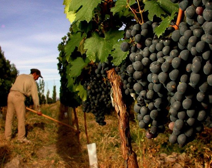 Mendoza: Small-Group Wineries Tour with Tasting and Lunch - What the day feels like for different kinds of visitors