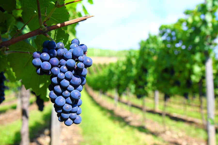 Mendoza: Small-Group Wineries Tour with Tasting and Lunch - Clothing, bags, and comfort