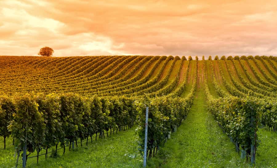 Mendoza: Small-Group Wineries Tour with Tasting and Lunch - The afternoon pickup and eight-hour schedule