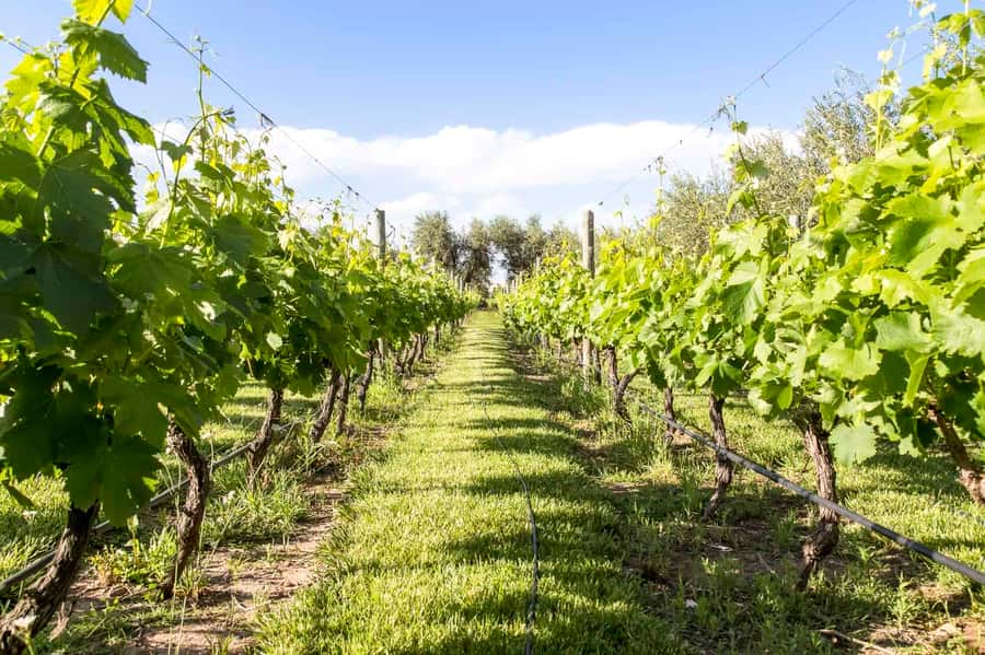 Mendoza: Winebike Tasting Tour with Optional Lunch - Tempus Alba brings the big winery perspective