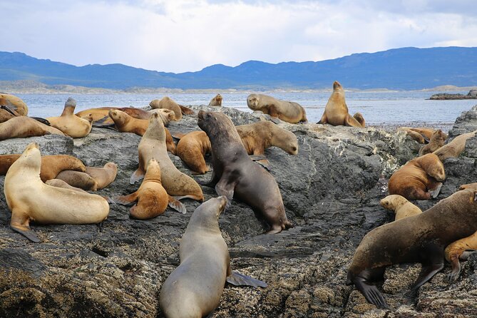 Navigate through the Beagle Channel: Seal, Bird & Penguin Islands - Sailing out from Ushuaia on the Beagle Channel