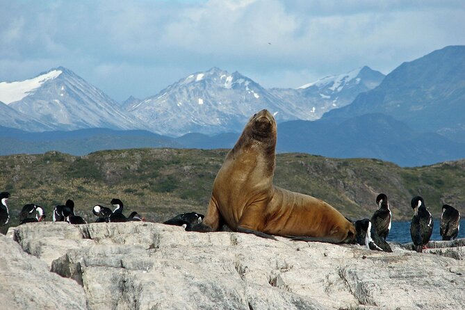 Navigate through the Beagle Channel: Seal, Bird & Penguin Islands - Los Pájaros Island and the bird colonies