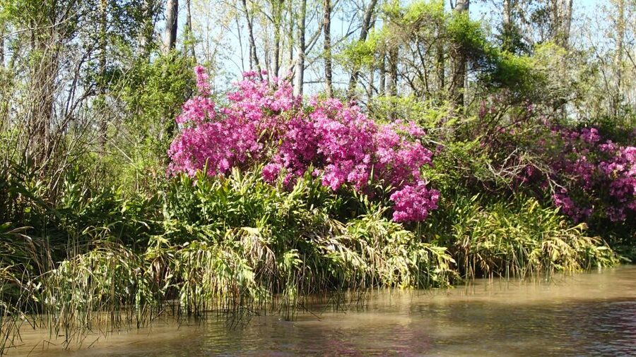 Navigation in Delta of Tigre - Exclusive semi private tour - What the guide adds to the boat ride