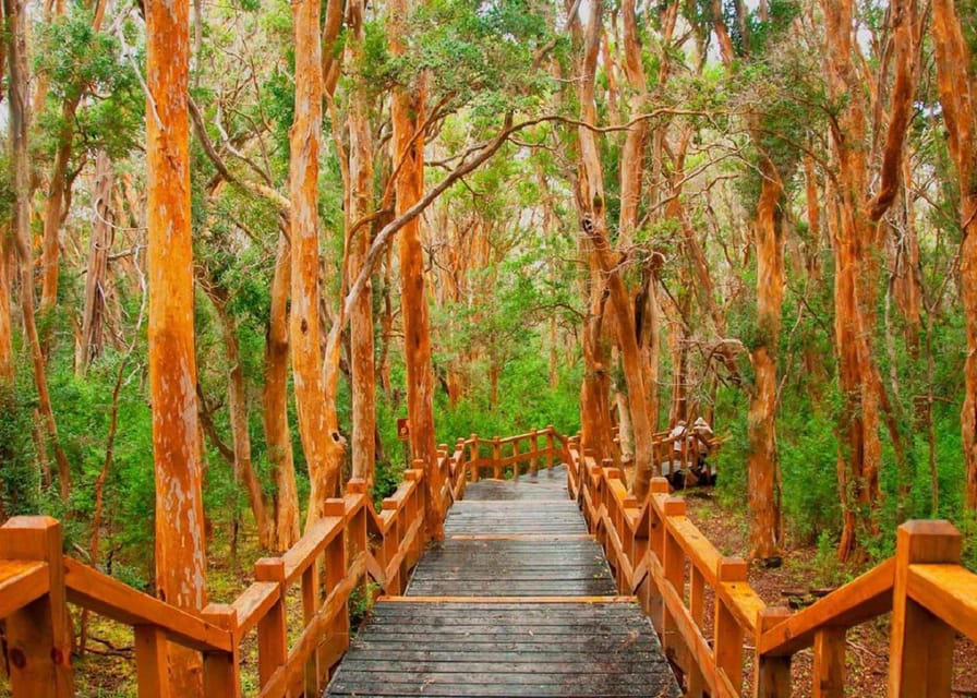 Navigation through Isla Victoria and Bosque de Arrayanes - Who will enjoy this day most?