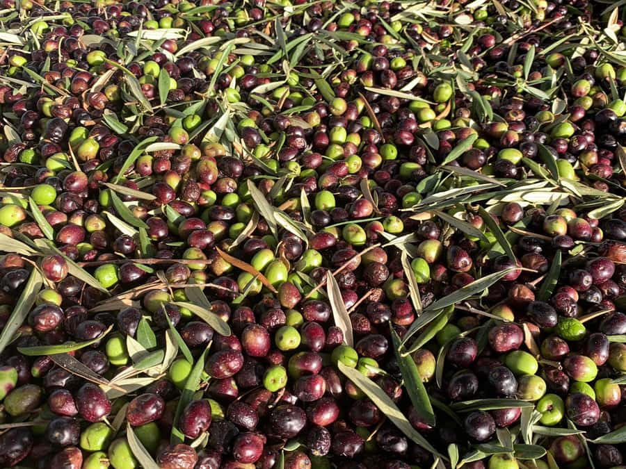 Olive Oil Factory + Wineries + Full Asado Lunch (Full Day) - Key points at a glance