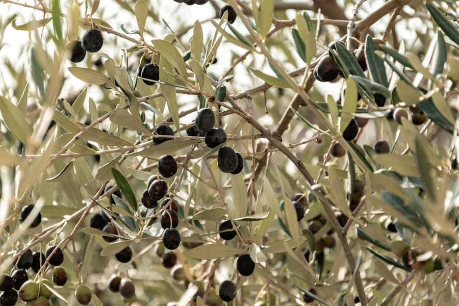 Olive Oil Factory + Wineries + Full Asado Lunch (Full Day) - The guide can shape the whole day