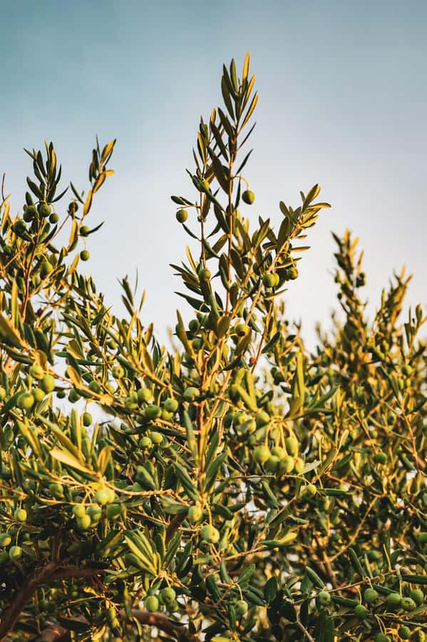 Olive Oil Factory + Wineries + Full Asado Lunch (Full Day) - Centenario Olivícola and the taste of fresh oil