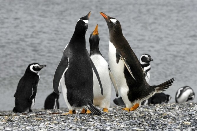 Penguin walk in Ushuaia + navigation option - The Martillo Island walk