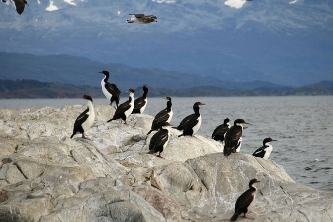 Penguin walk in Ushuaia + navigation option - What to wear and bring