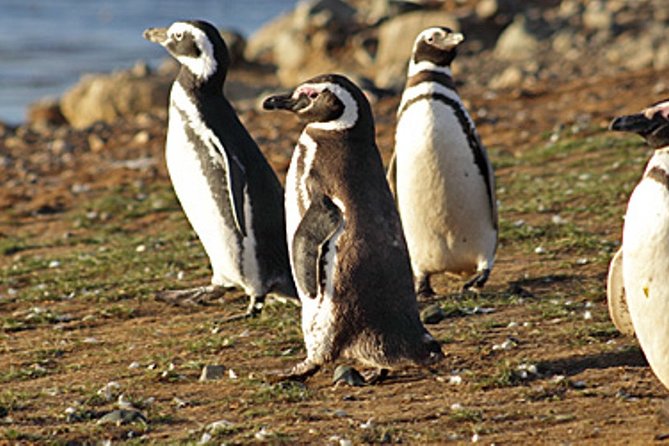 Penguin walk in Ushuaia + navigation option - Harberton Ranch and the Acatushun Museum