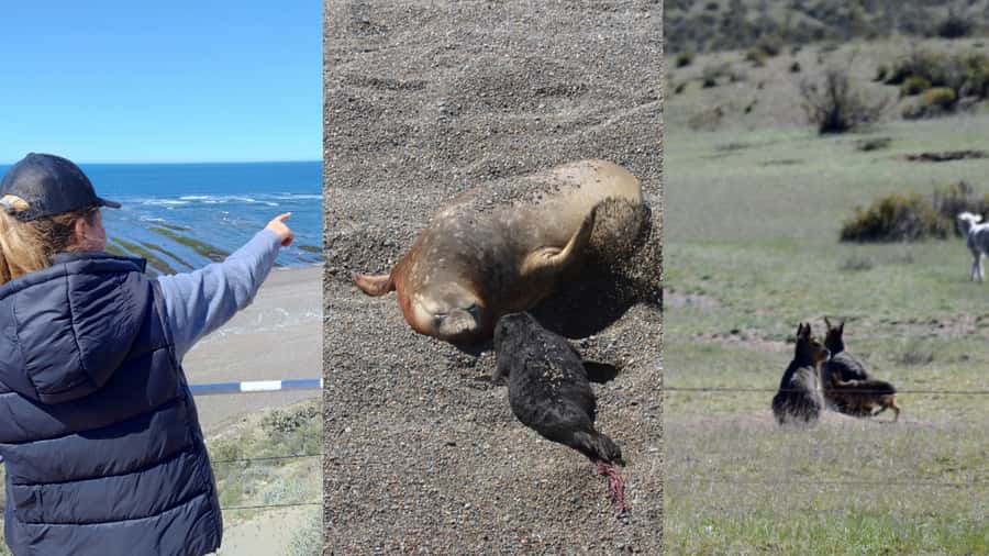 Peninsula Valdes: Shore excursion for cruise passengers - Why Peninsula Valdes is worth the long road trip
