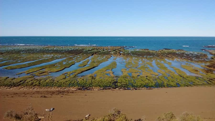Peninsula Valdes: Shore excursion for cruise passengers - Ameghino Isthmus and the whale skeleton