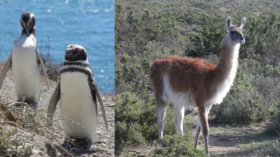 Peninsula Valdes: Shore excursion for cruise passengers - The long ride to Caleta Valdes