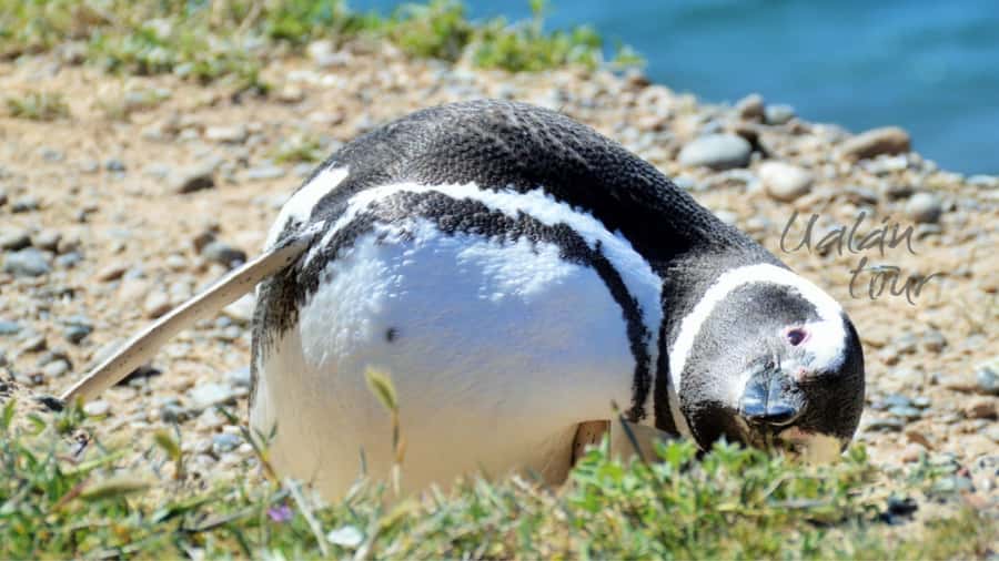 Peninsula Valdes: Shore excursion for cruise passengers - The $150 price and the extra admission fee