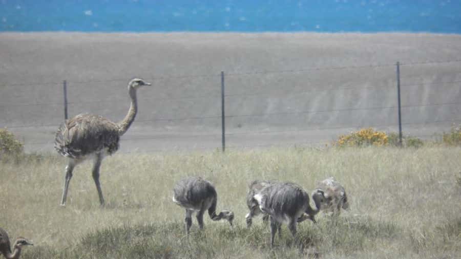 Peninsula Valdes: Shore excursion for cruise passengers - Who should book this shore excursion?