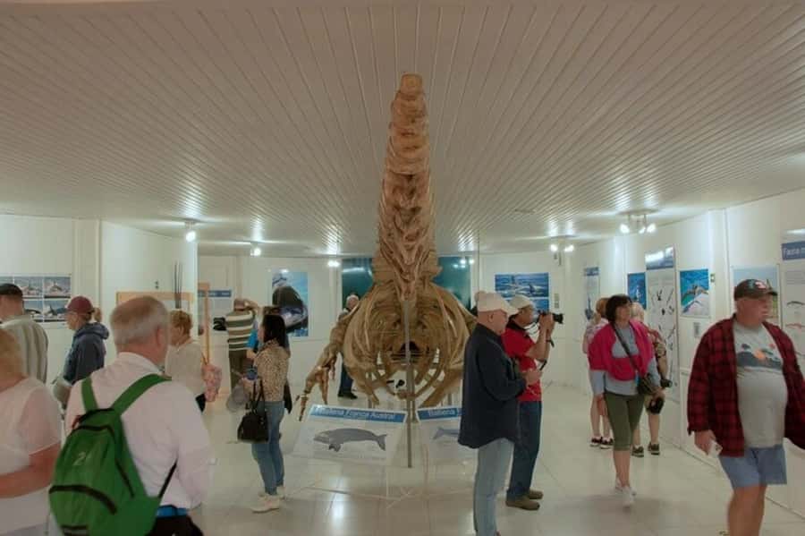 Peninsula Valdes Shore Tour for Cruise Passengers + City - The long return to Puerto Madryn