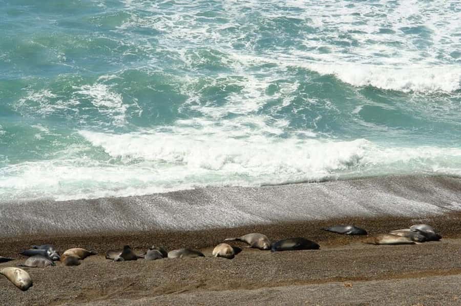Peninsula Valdes Shore Tour for Cruise Passengers + City - Will there be a Puerto Madryn city tour?
