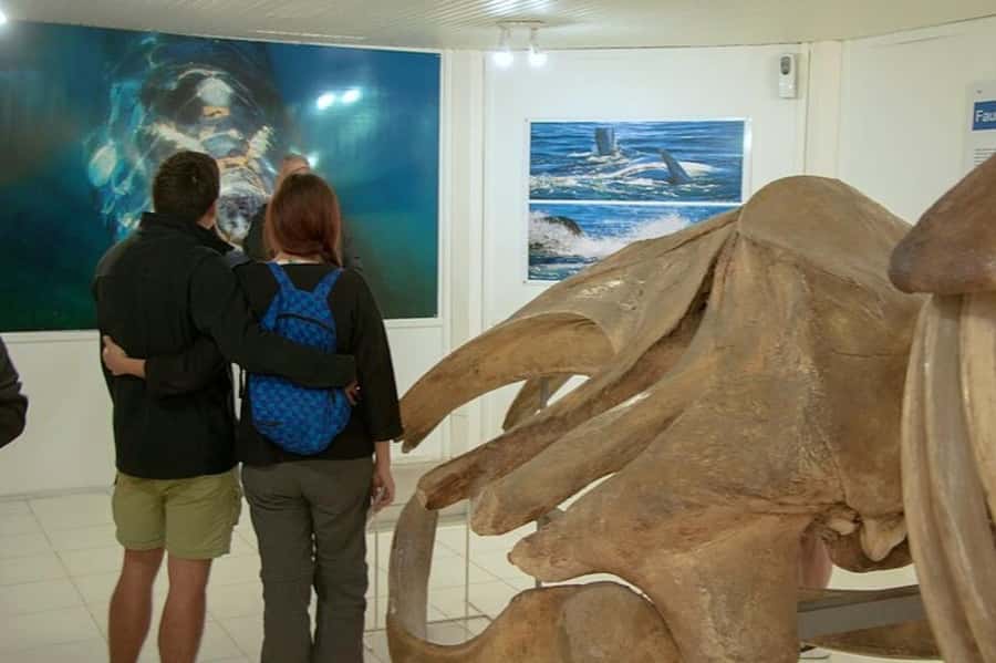Peninsula Valdes Shore Tour for Cruise Passengers + City - What the $105 price really covers