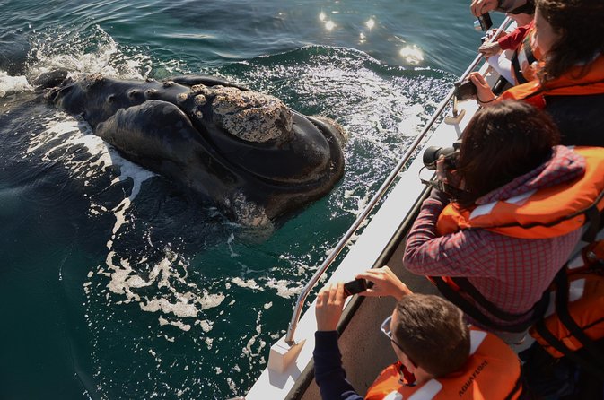 Peninsula Valdes Tour with Optional Whale Watching - Key points at a glance