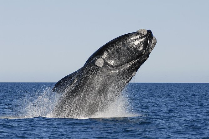 Peninsula Valdes Tour with Optional Whale Watching - Starting at the Carlos Ameghino Isthmus