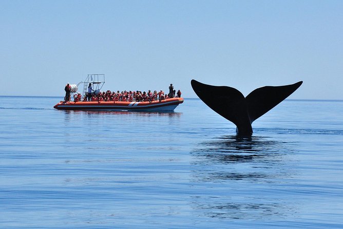 Peninsula Valdes Tour with Optional Whale Watching - Crossing Peninsula Valdes by road