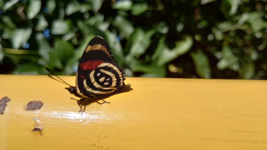Puerto Iguazú: Brazilian Falls Half-Day Panoramic Tour - What to bring for a wet rainforest walk