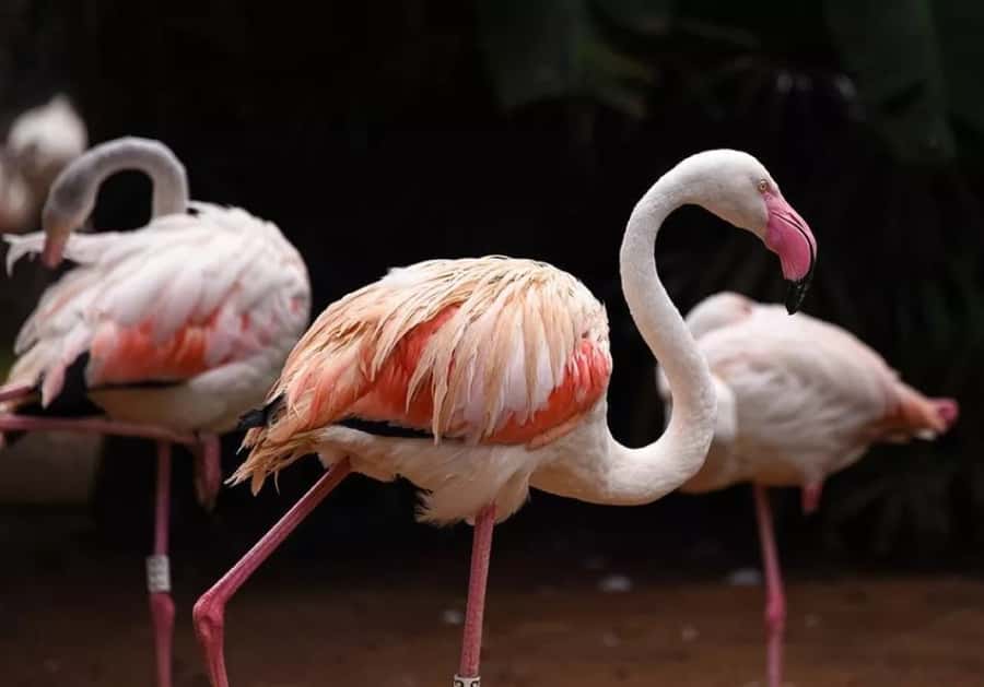 Puerto Iguazu: Iguaza Falls Brazilian Side & Bird Park Tour - Why the Brazilian side is worth your day