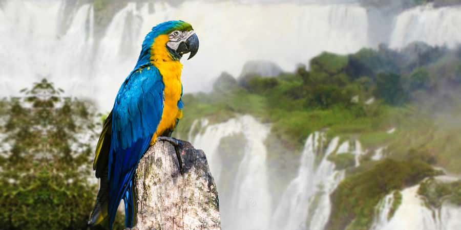 Puerto Iguazu: Iguaza Falls Brazilian Side & Bird Park Tour - Walking the Brazilian Iguazu Falls route