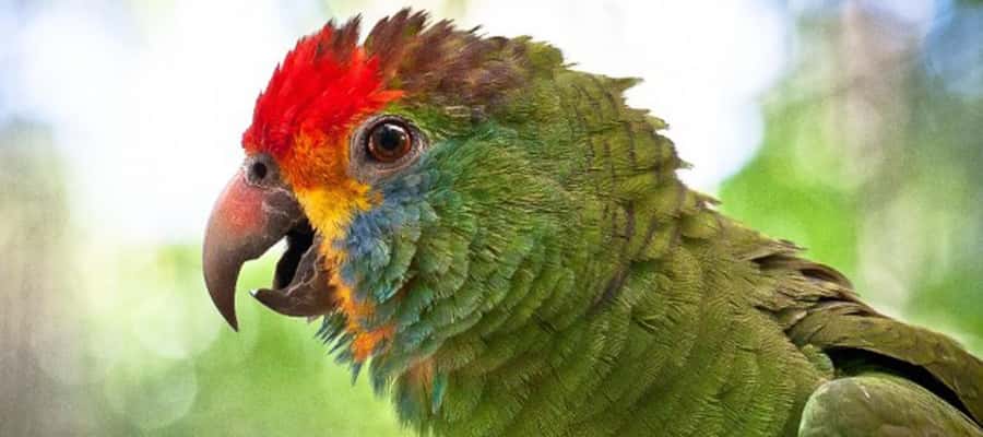 Puerto Iguazu: Iguaza Falls Brazilian Side & Bird Park Tour - Who will get the most from this tour