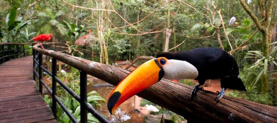 Puerto Iguazu: Iguaza Falls Brazilian Side & Bird Park Tour - Should you book the Brazilian side and Bird Park tour?