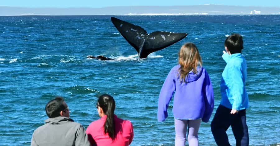 Puerto Madryn: El Doradillo Whale Watching Half-Day Tour - Key points to know before you book