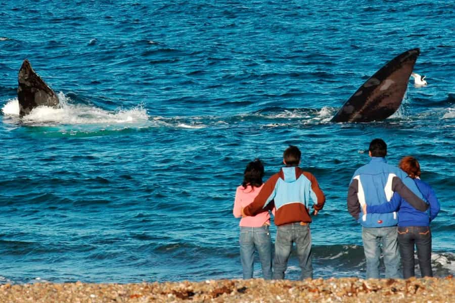 Puerto Madryn: El Doradillo Whale Watching Half-Day Tour - Why shore-based whale watching works so well here