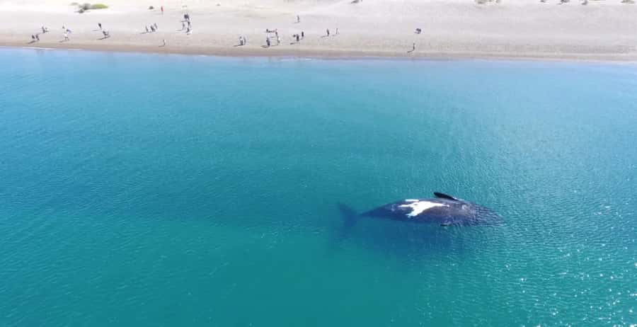 Puerto Madryn: El Doradillo Whale Watching Half-Day Tour - Playa Las Canteras and whales a few meters offshore